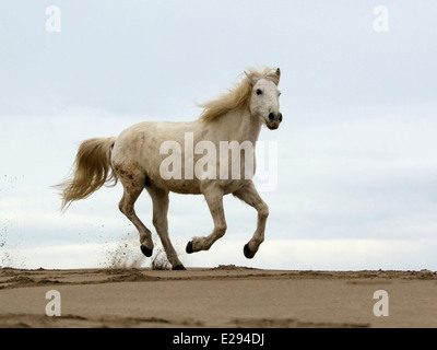 Camargue horse running along beach Stock Photo