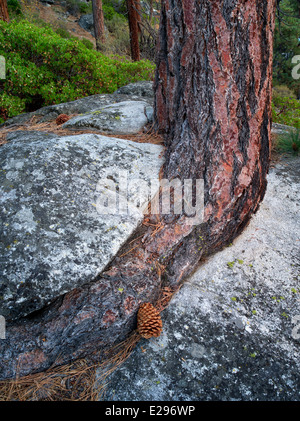 Ponderosa Pine tree struggling to grow in granite rock crack. Lake Tahoe, California/Nevada Stock Photo