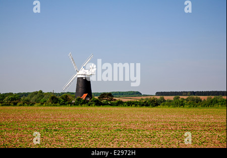 A view of Burnham Overy Staithe Mill across farmland on the North Norfolk coast, England, United Kingdom. Stock Photo