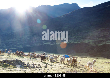 A herd of alpacas in the Lares Valley high in the Andes in Peru, South America Stock Photo