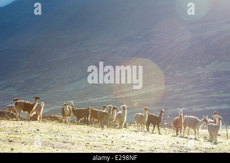 A herd of alpacas in the Lares Valley high in the Andes in Peru, South America Stock Photo