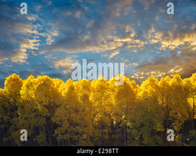 Aspen trees in fall color and around June Lakes Loop.Eastern Sierra Nevada Mountains, California Stock Photo