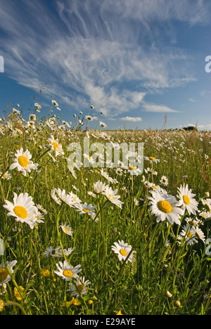 Field edges left to wildflower rather than crops can vary year on year, this strip is taken over by Ox Eye daisies. Stock Photo