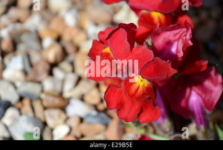 Red snapdragon flowers against gravel background Stock Photo