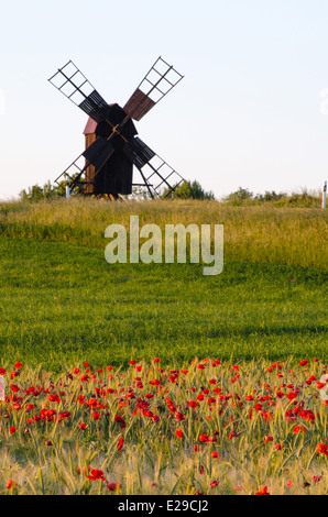 Field of poppies in front of an old windmill at the swedish island Oland Stock Photo