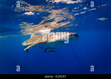Whale shark ,  Rhincodon typus,   cruises near the surface in clear blue water with group of remora following Stock Photo