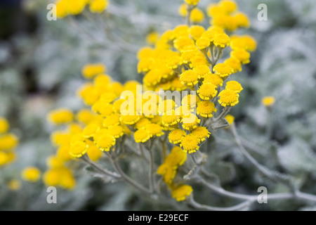 Tanacetum densum ssp. amani growing on a rockery. Stock Photo