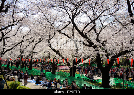 People Walking and Sitting under Cherry Blossoms in Ueno Park, Taito, Tokyo, Japan Stock Photo