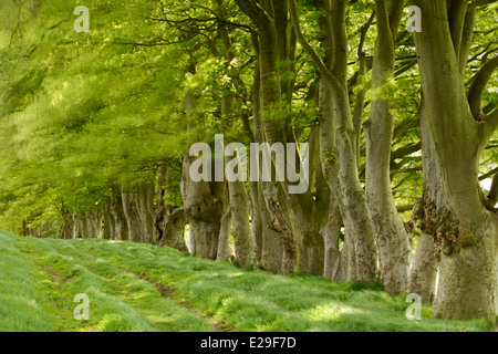 A row of Beech trees with fresh spring leaves at Draycott Sleights, Somerset. Stock Photo