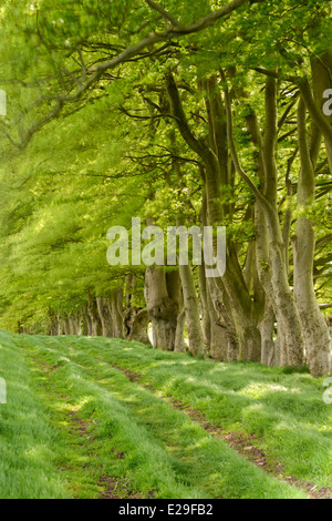 A row of Beech trees with fresh spring leaves at Draycott Sleights, Somerset. Stock Photo