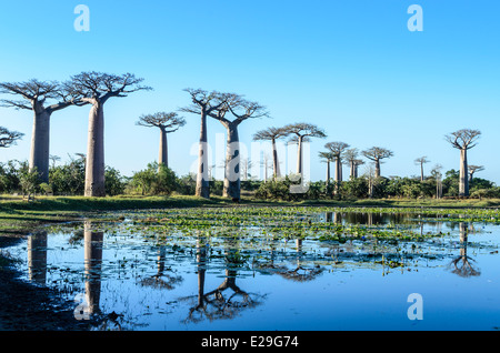 Baobab Trees Reflecting on the Water, Madagascar Stock Photo