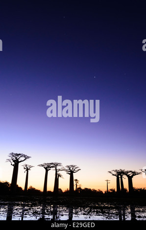 Silhouette of a baobab tree with starry sky and Milky Way, african ...
