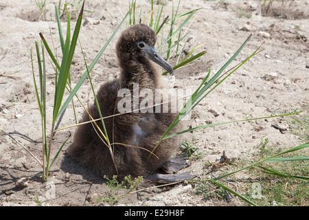 Laysan Albatross chick sheltering in Bunch Grass (Eragrostis variabilis) newly planted by volunteers, part of a coastal habitat restoration project Stock Photo