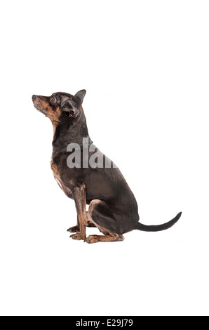 Cute chihuahua dog sitting on a white background Stock Photo