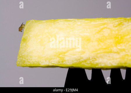 Common Fruit Fly or Vinegar Fly (Drosophila melanogaster) sitting on a yellow pineapple chunk atop a black plastic Spork Stock Photo