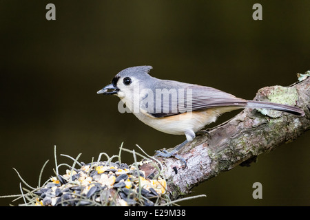 Tufted Titmouse (Baeolophus bicolor) eating a seed perched on a branch. Stock Photo