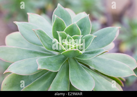Aeonium haworthii. Pinwheel aeonium. Stock Photo