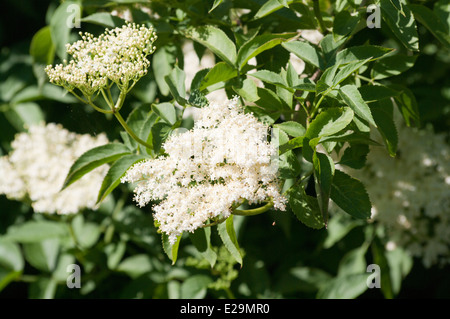 Elderflower Tree Elderflowers Stock Photo