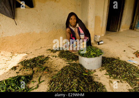 Nepal, Terai area, Seti Zone, Kailali District, traditional life of a village of Rana Tharu ethnic group, drying of chili Stock Photo