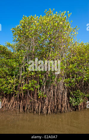 PICHAVARAM MANGROVE FORESTS Stock Photo - Alamy
