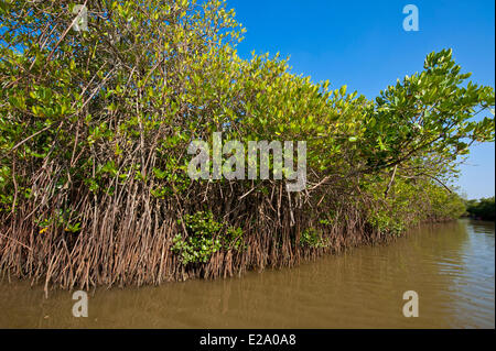 India, Tamil Nadu state, Pichavaram has one of the largest mangrove ...