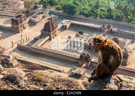 India, Karnataka state, Hampi, monkey before Achyutaraya temple, listed as World Heritage by UNESCO Stock Photo