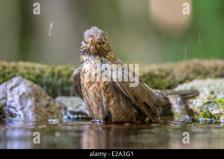 Adult female Common Blackbird (Turdus merula) bathing Stock Photo