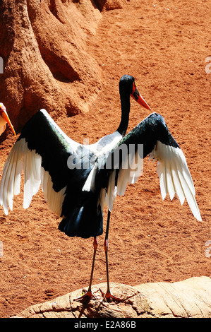Saddlebill stork (Ephippiorhynchus Senegalensis) flapping its wings. Stock Photo