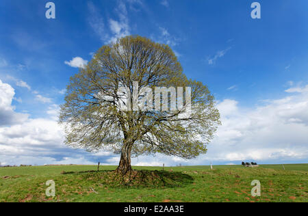 France, Cantal, isolate lime tree Stock Photo