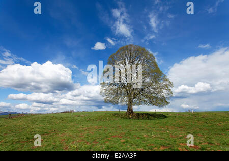 France, Cantal, isolate lime tree Stock Photo