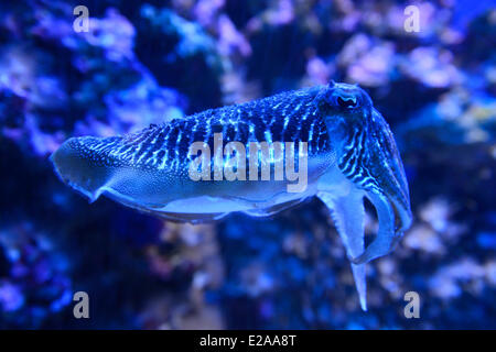 Principality of Monaco, Monaco, the oceanographic museum, common Cuttlefish (Sepia officinalis) Stock Photo