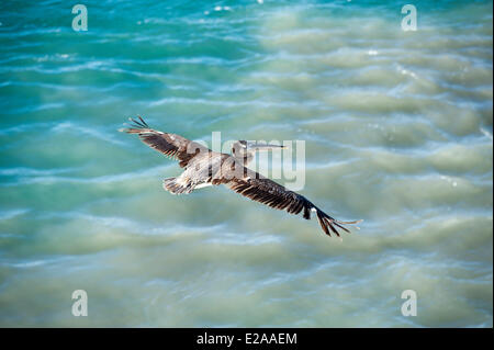Mexico, Baja California Sur state, pelican Stock Photo