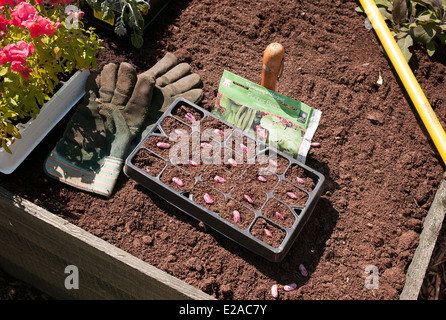 Planting Wisley Magic runner bean seeds in a tray Stock Photo