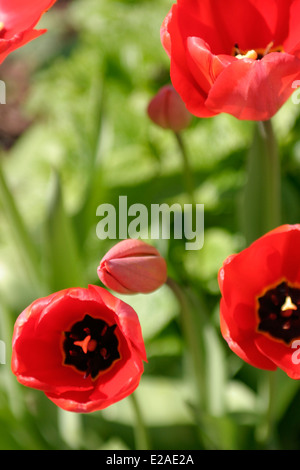 Three red Tulips with yellow and black centers, in bloom with two Tulips in bud all against a green background. Stock Photo