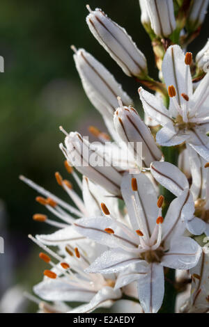France, Bouches du Rhone, La Ciotat, flowering of the branched asphodel (Asphodelus ramosus) Stock Photo