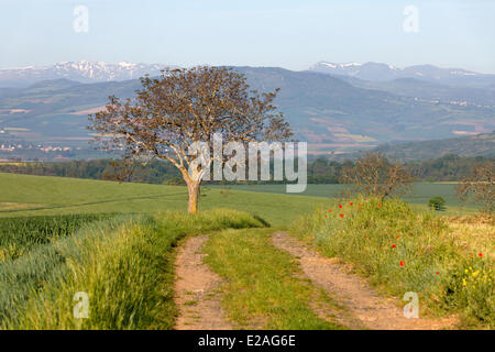 France, Puy de Dome, agricultural landscape Stock Photo
