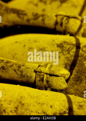 France, Marne, Epernay, feature: Master Tseng's good leaves, in the cellars of Dom Perignon champagne Stock Photo