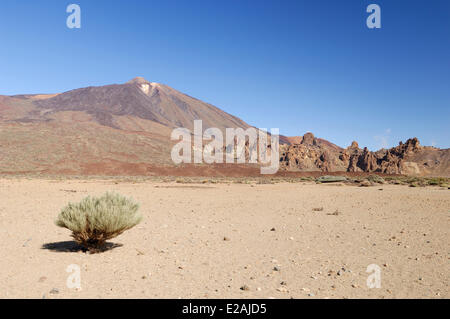 Spain, Canary Islands, Tenerife, Teide National Park listed as World Heritage by UNESCO, bush in the caldera of the Teide Stock Photo