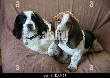 Four month old basset hound puppy on a chair with an older working cocker spaniel Stock Photo