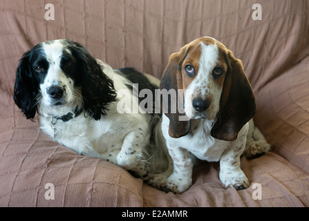 Four month old basset hound puppy on a chair with an older working cocker spaniel Stock Photo