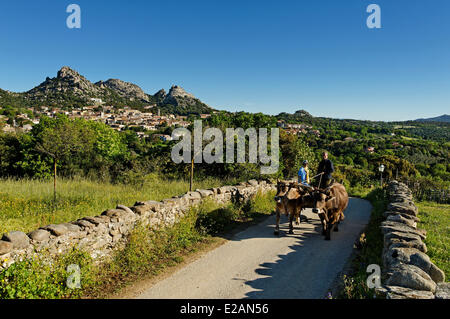 Italy, Sardinia, Olbia Tempio Province, Aggius, horse wagon pulled by a couple of beef on a small road with a village in the Stock Photo