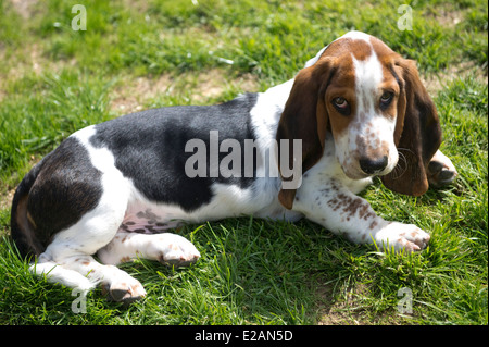 Four month old basset hound puppy Stock Photo