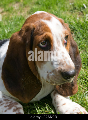 Four month old basset hound puppy Stock Photo