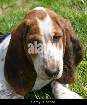 Four month old basset hound puppy Stock Photo