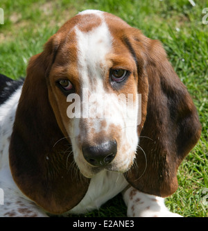 Four month old basset hound puppy Stock Photo