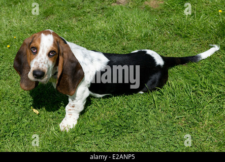 Four month old basset hound puppy Stock Photo