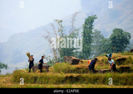 Vietnam, Lao Cai Province, Sapa , terrace rice fields, Black Hmong ethnic group people harvesting rice Stock Photo