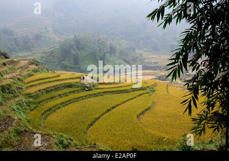 Vietnam, Lao Cai Province, Sapa, terrace rice fields, Black Hmong ethnic group people harvesting rice Stock Photo