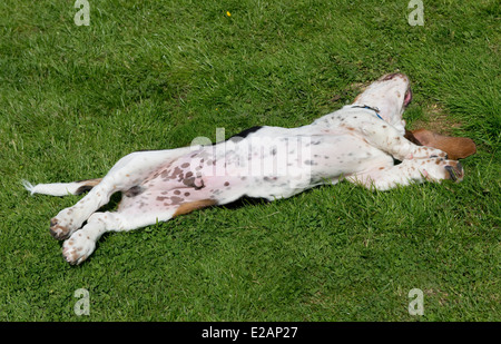 Four month old basset hound puppy rolling on his back Stock Photo