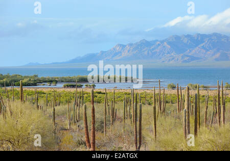 Baja California Sur Cactus California Desert Landscape ...
